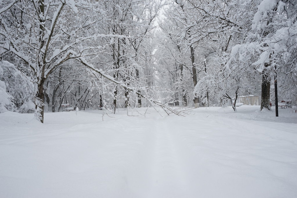 Paesaggio innevato nel parco. Alta risoluzione e bellissimi dettagli sulla neve
 - Foto, immagini