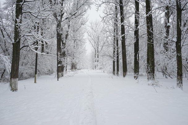 Paesaggio innevato nel parco. Alta risoluzione e bellissimi dettagli sulla neve
 - Foto, immagini