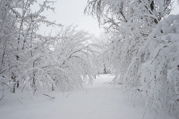 公園の風景は雪が。高解像度と美しい雪の詳細 - 写真・画像