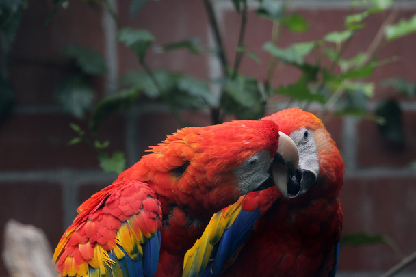 Scarlet Macaw - Valokuva, kuva