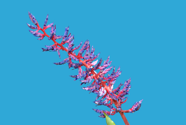 Szúrós kék tangó broméliák - Fotó, kép