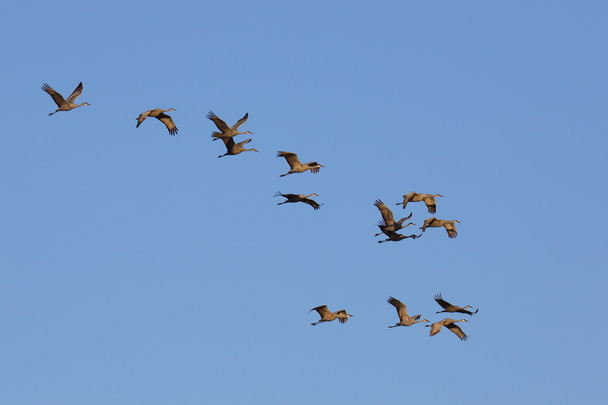 Píseční jeřábi přelétají nad nimi proti modré obloze - Fotografie, Obrázek