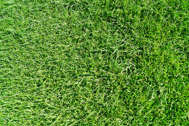 herbe coupée
 - Photo, image