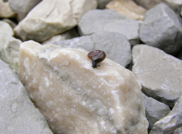 σαλιγκάρι στην πέτρα - Φωτογραφία, εικόνα