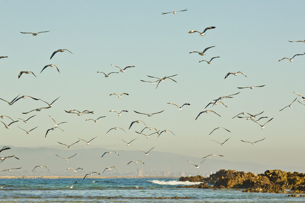 scena sulla spiaggia con gabbiani e uccelli all'alba
 - Foto, immagini