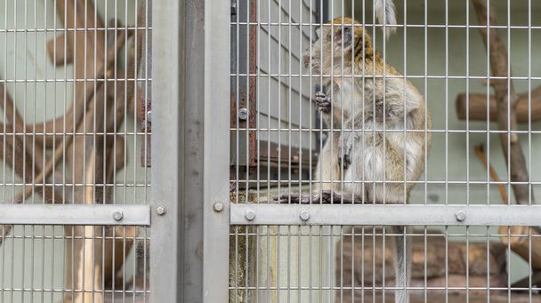 Macaco em uma jaula
 - Foto, Imagem