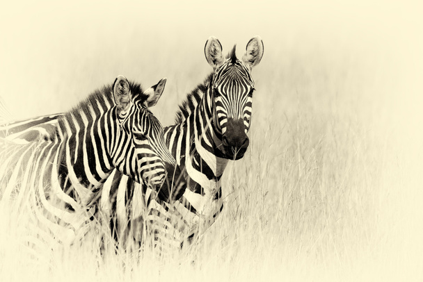 Зебра на лугу в Африке. Винтажный эффект
 - Фото, изображение
