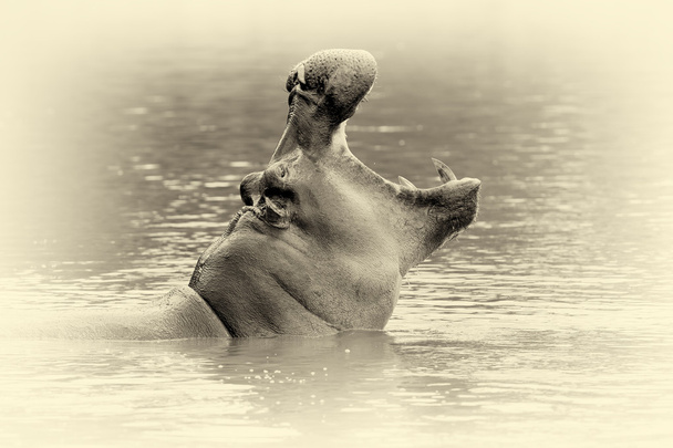 Hippo (Hippopotamus amphibius) dans l'eau. Effet vintage
 - Photo, image
