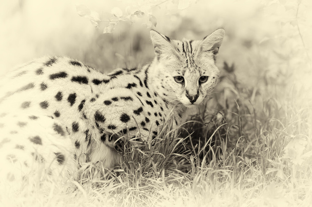 Serval cat (Felis serval) walking in the nature. Vintage effect - Photo, Image