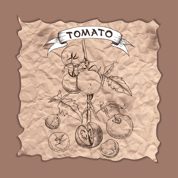 Vector sketch of tomatoes for design - Vektori, kuva