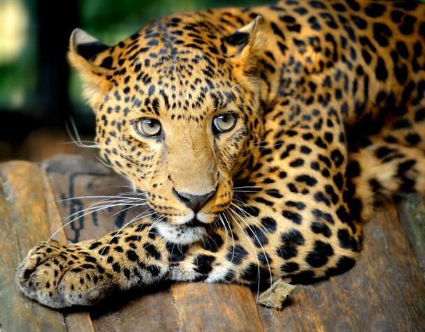 Leopard portré - Fotó, kép