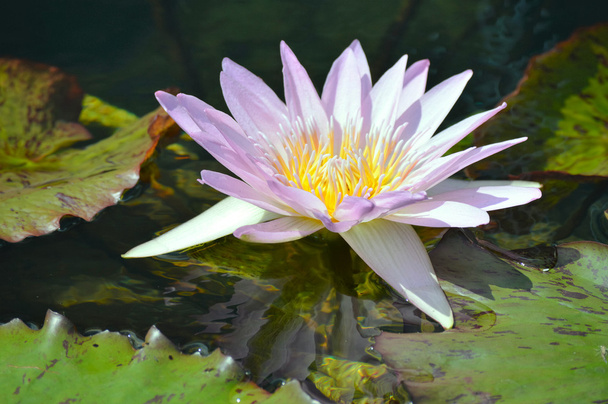 Water Lily on the Pond - Фото, изображение