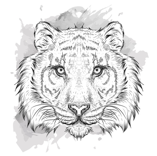 Hand draw tiger portrait. Hand draw vector illustration - Vector, Image