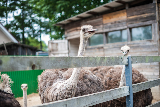 Ostriches behind a wooden fence - Fotoğraf, Görsel