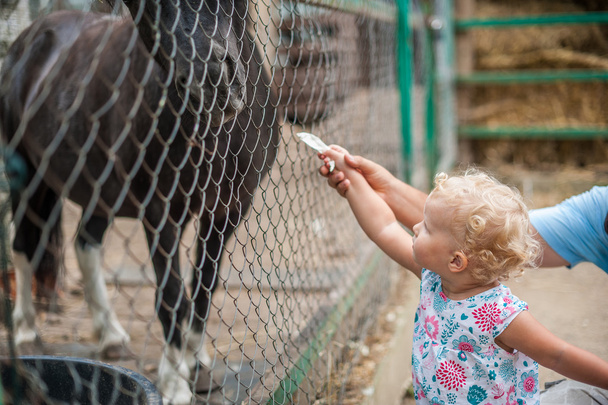 Girl feeding a horse - Fotografie, Obrázek