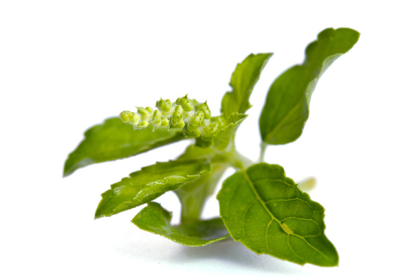 Basil leaf isolated on white - Photo, Image