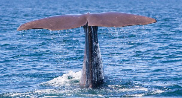 Cauda de um mergulho de baleia de esperma
 - Foto, Imagem