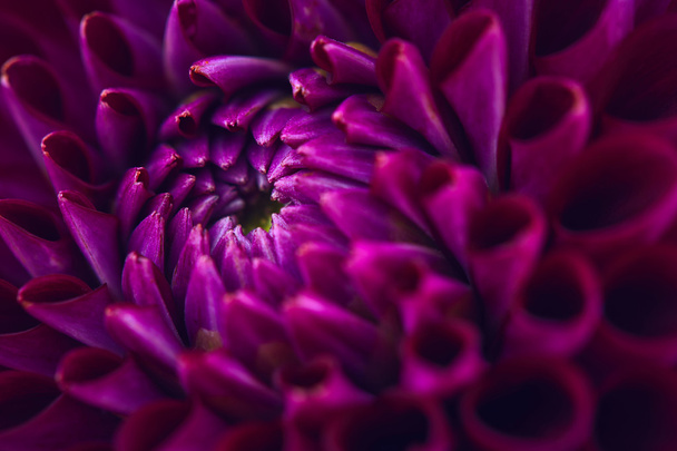 paarse dahlia bloem  - Foto, afbeelding
