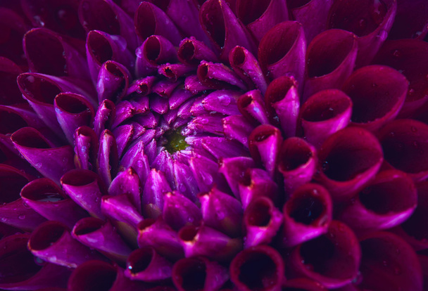 Dahlia with drops of water - Photo, Image