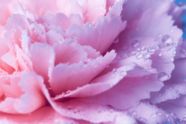 flor de clavel con gotas de agua
 - Foto, Imagen