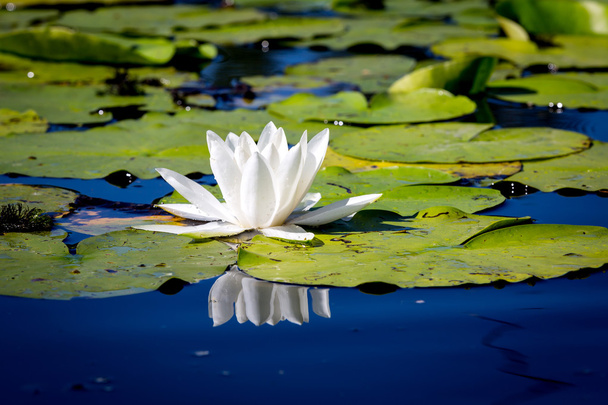 Güzel vahşi beyaz su lily çiçek - Fotoğraf, Görsel