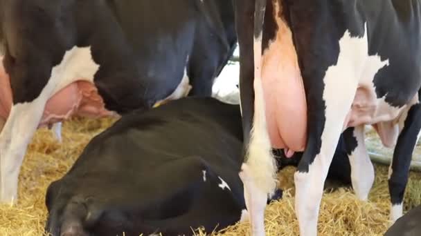tejelő tehén az istállóban - Felvétel, videó