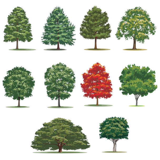 Realistische Bäume packen. isolierte Vektorbäume auf weißem Hintergrund. - Vektor, Bild