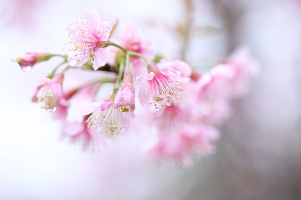 Цветок сакуры, розовый цветок сакуры
 - Фото, изображение