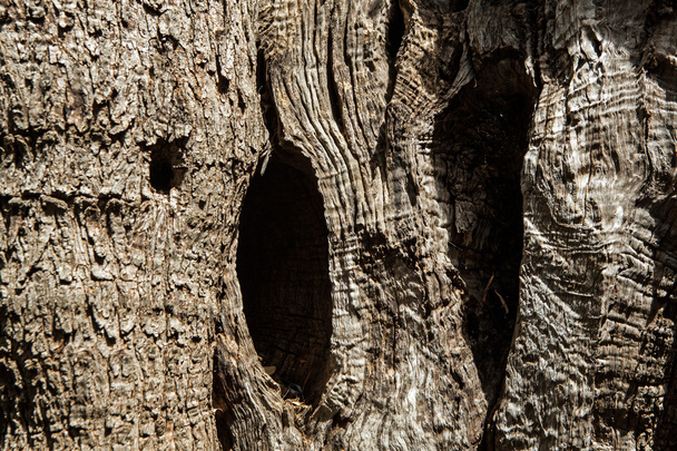  Оливковое дерево
 - Фото, изображение