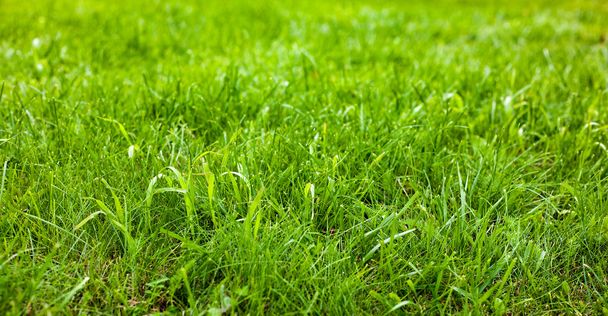 close up of green grass in sunny day - Photo, Image