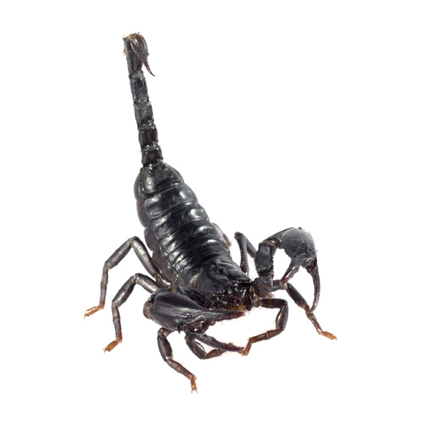 Imagen de escorpión sobre fondo blanco
. - Foto, Imagen