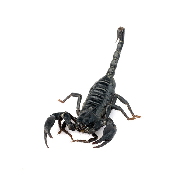 Bild des Skorpions auf weißem Hintergrund. - Foto, Bild