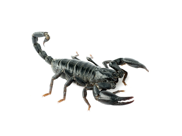 Image of scorpion on a white background. - Photo, Image