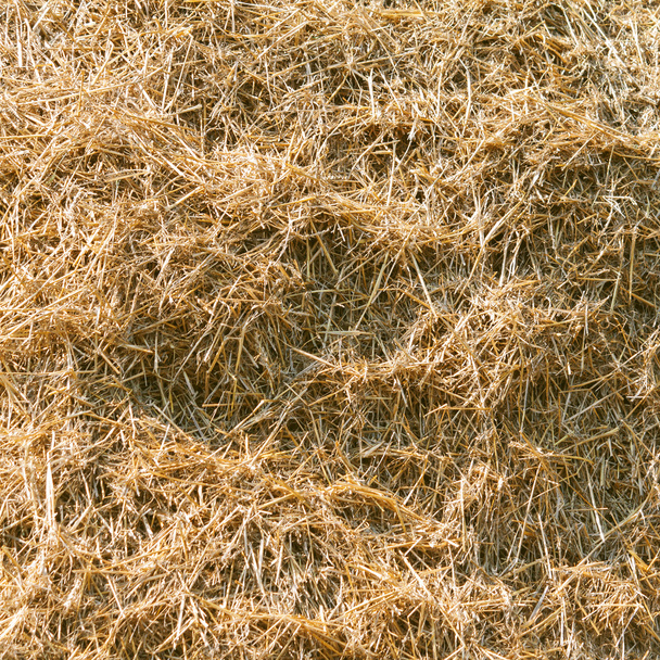 Wheat residues background - Photo, Image