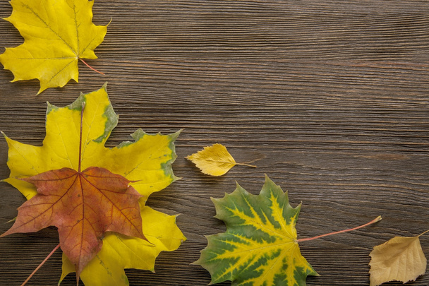 autumn classified on the tree with leaf frame   - Фото, зображення