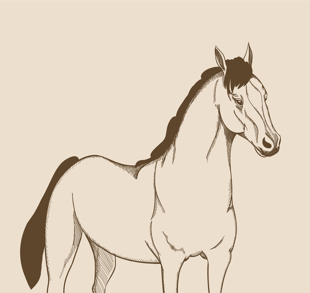 horse drawing. vector illustration - Vector, Image