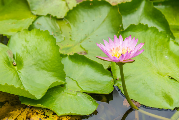 Pink lotus on a pond. - Фото, изображение