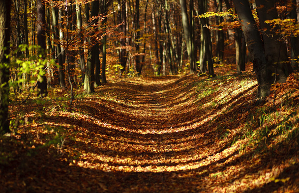 Stezka v podzimním lese v paprscích slunce - Fotografie, Obrázek