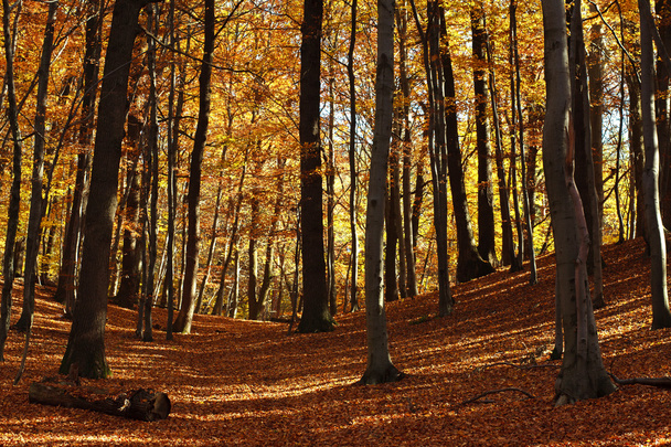 Bela floresta de outono nos raios do sol da noite
 - Foto, Imagem