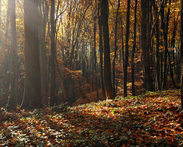 Beautiful autumn forest in rays of evening sun - Foto, Imagem
