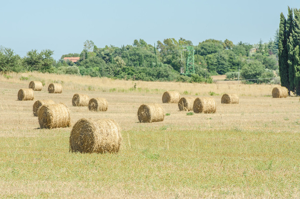 Field with rolls of hay on summer day - 写真・画像