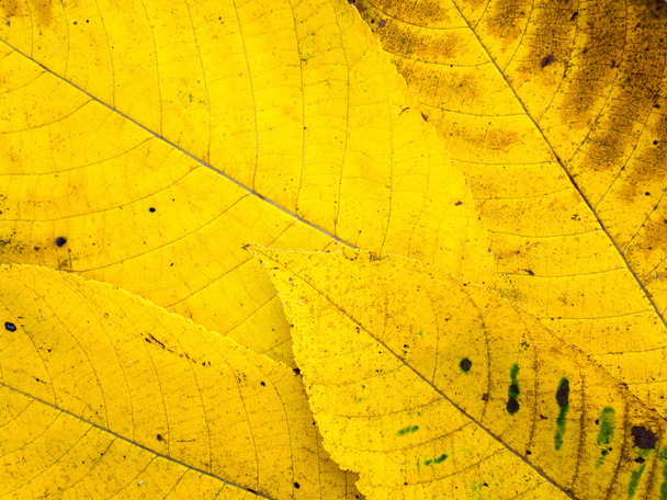 Bright yellow fall leaves tile background - Fotó, kép