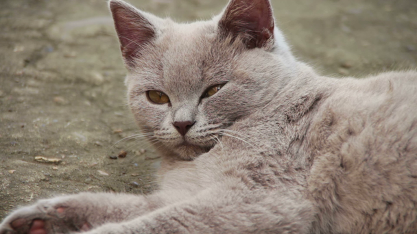 Söpö pörröinen valkoinen kissa makaa pihalla
 - Materiaali, video