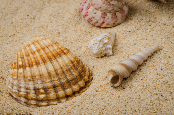 Sea shell and conch on sand - Foto, immagini