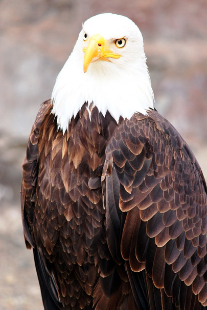 Μαγευτική φαλακρός αετός στο πορτρέτο - Φωτογραφία, εικόνα