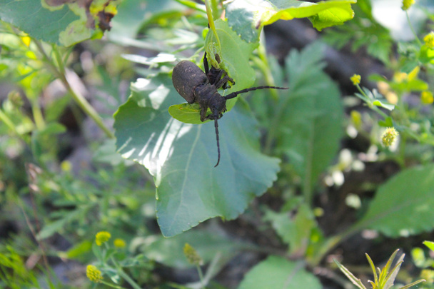 Käfer mit langen Fühlern (acanthocinus aedilis)) - Foto, Bild