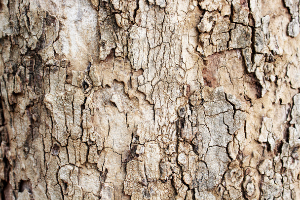 bark texture close up as a background - Foto, afbeelding