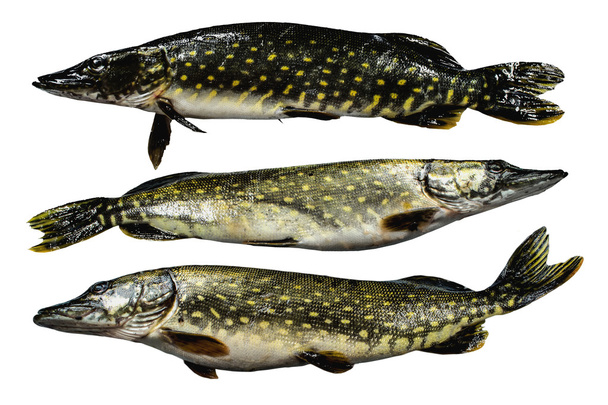 Három hal csuka - Fotó, kép
