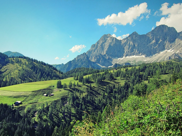Wzgórz, łąk i lasu w austriackich Alpach. Lato w górach. Jodły i skał. Góry krajobraz - Zdjęcie, obraz