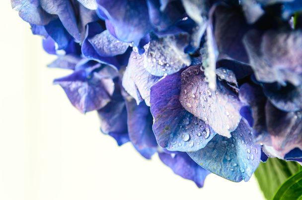 květ modré hortenzie izolovaných na bílém pozadí. - Fotografie, Obrázek